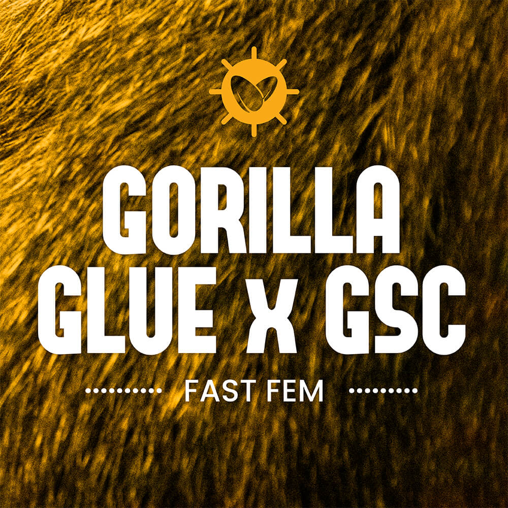 Gorilla Glue x GSC Fast Fem