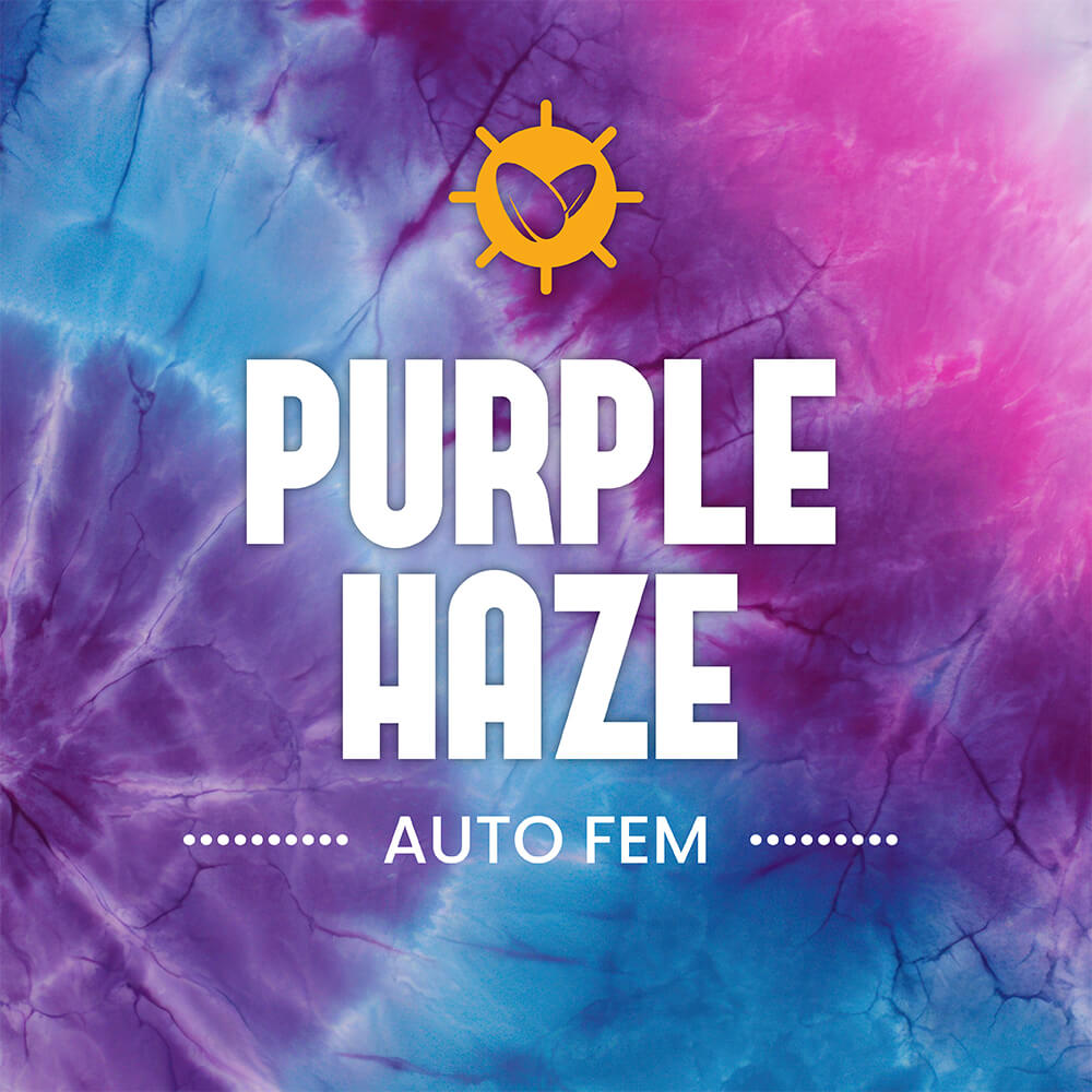 Purple Haze Auto Fem