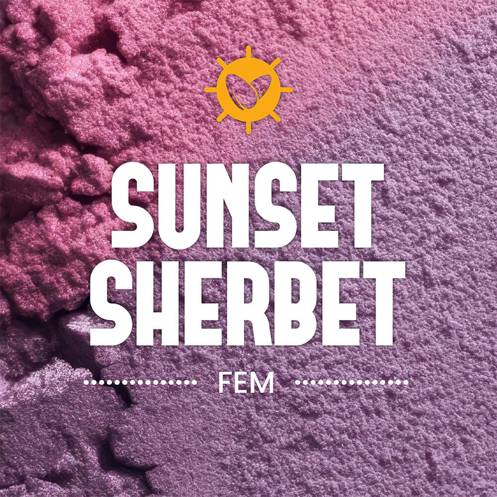 Sunset Sherbet Fem