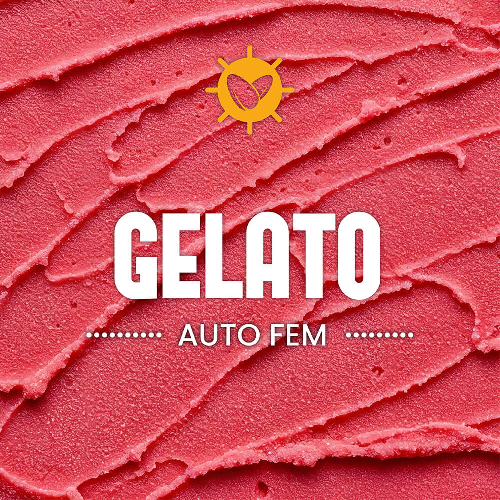 Gelato Auto Fem