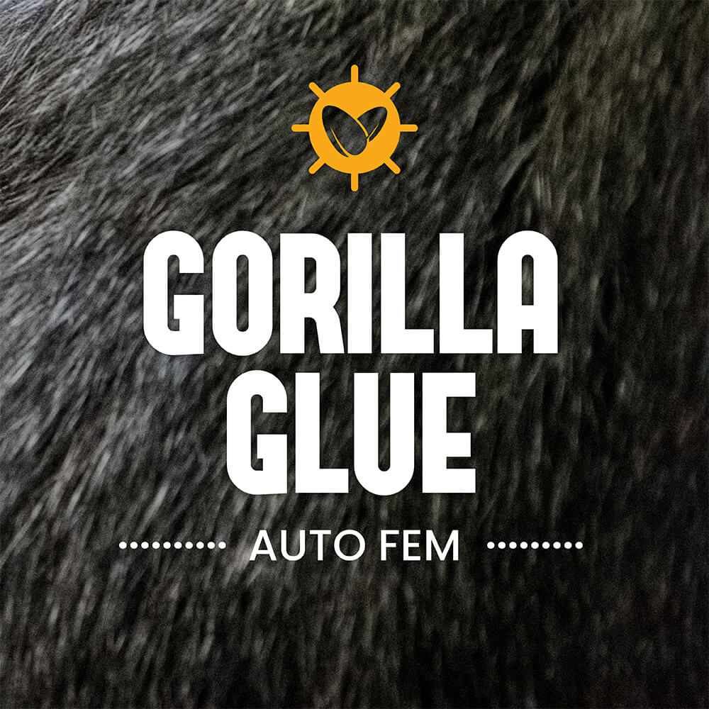 Gorilla Glue Auto Fem