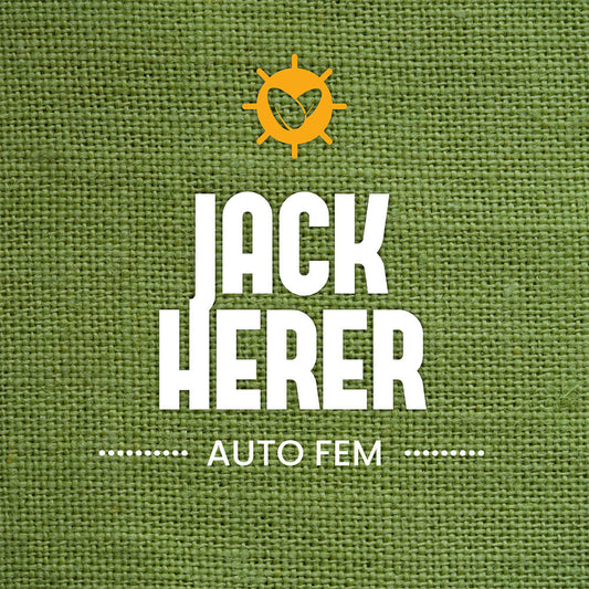 Jack Herer Auto Fem