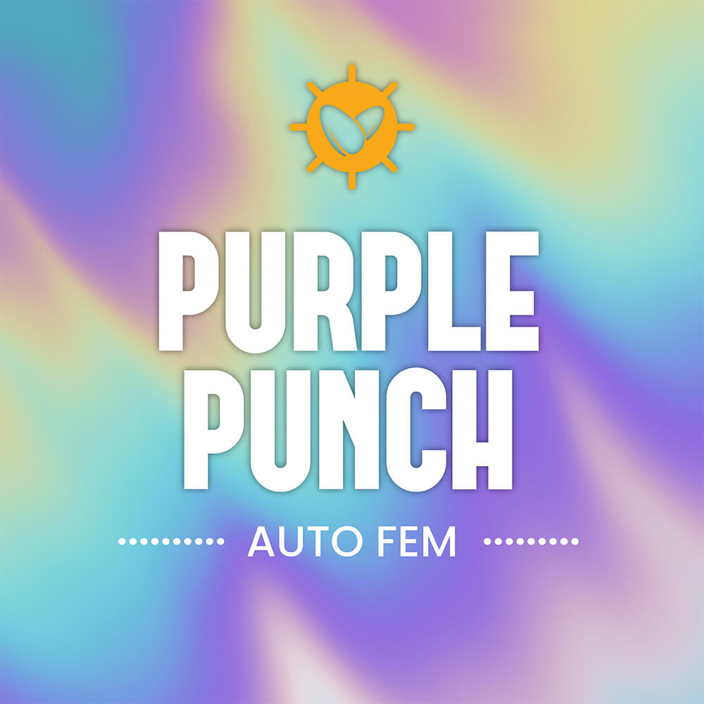 Purple Punch Auto Fem